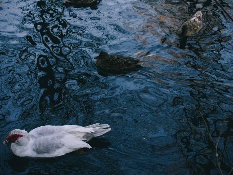 Photograph by Ashley Amezaga