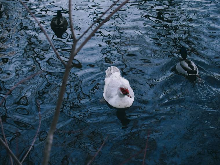Photograph by Ashley Amezaga