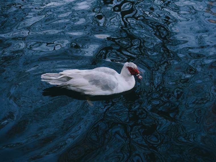 Photograph by Ashley Amezaga